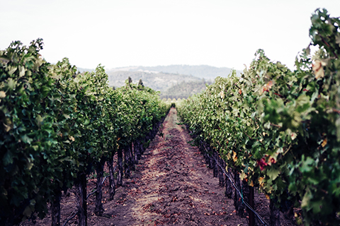 wine-tasting of the best vineyards