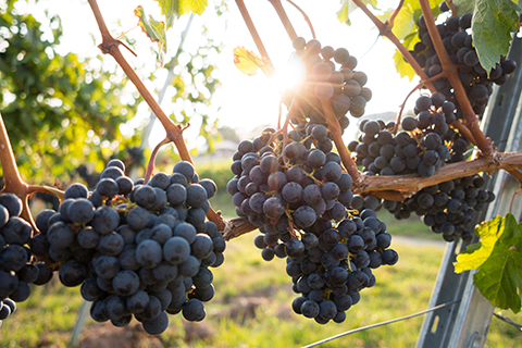 Wine tour in the Bay Area